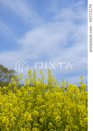 強姦開花 強姦開花 60723170