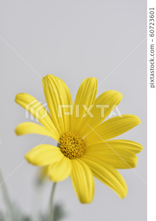 Julius Daisy 60723601