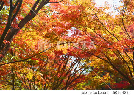 Bright Iroha Momiji 60724833