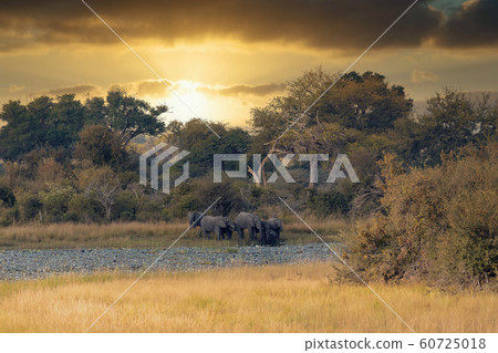 African elephant, Namibia, Africa safari wildlife African elephant, Namibia, Africa safari wildlife 60725018