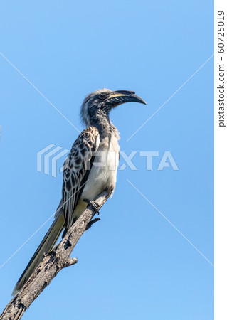 African Grey Hornbill, Botswana, Africa wildlife 60725019