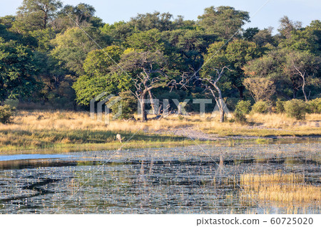 African landscape, Bwabwata reserve, Namibia 60725020