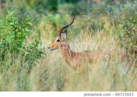 Impala antelope Namibia, africa safari wildlife Impala antelope Namibia, africa safari wildlife 60725025
