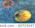Pickled in ice 60725047