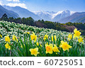 Alps and daffodils 60725051