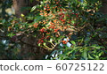 Komorebi 60725122