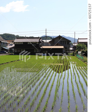 Mibu's flower rice plant Mibu's flower rice plant 60725157