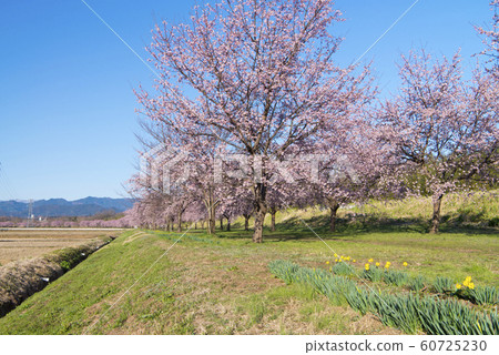 Kita Asaba的Asakusamu Sakura 60725230