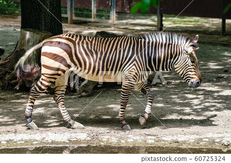 Hartmann's Mountain Zebra, Equus zebra hartmannae. An endangered zebra 60725324
