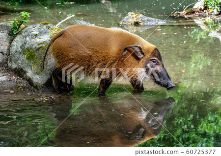 Red river hog, Potamochoerus porcus, also known as the bush pig. 60725377