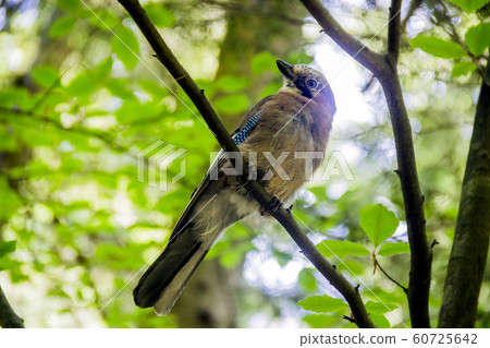 Eurasian jay bird 60725642