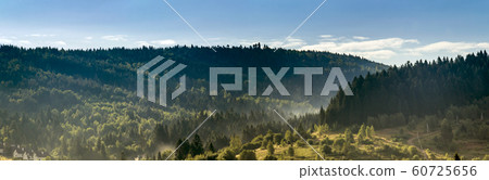 a forest landscape 60725656