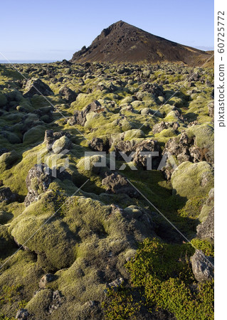Volcanic landscape of moss covered lava - Iceland 60725772