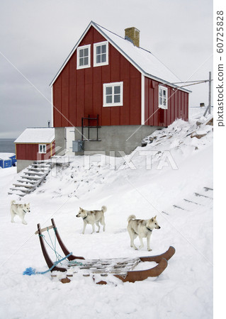 Town of Ittoqqortoormiit - Greenland 60725828