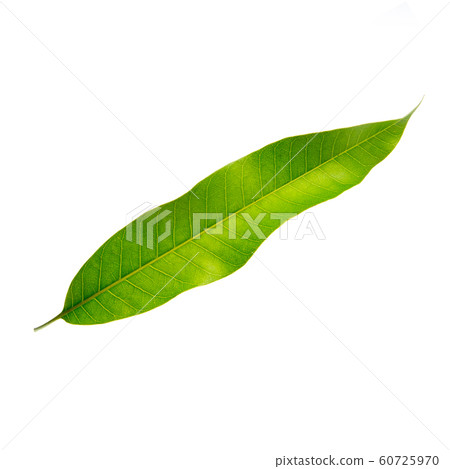 leaf or mango leaf on a background new. 60725970