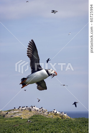 Atlantic Puffin in the Farne Islands in Northern England Atlantic Puffin in the Farne Islands in Northern England 60725994