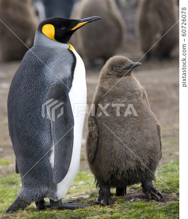 King Penguin and chick  - Falkland Islands 60726078
