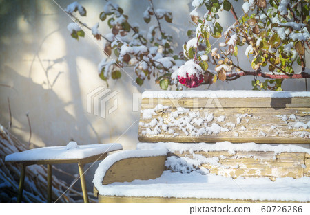 Winter in garden Winter in garden 60726286
