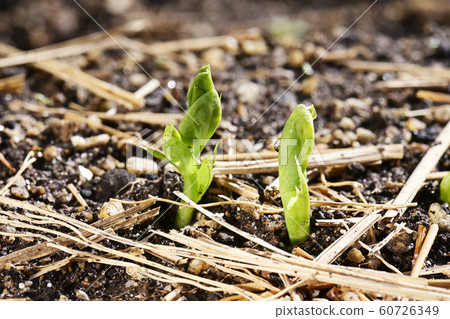 Sprout 60726349