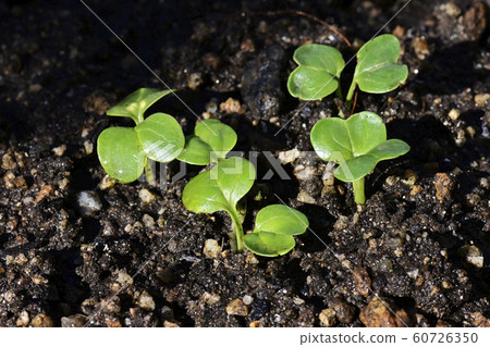 Sprout 60726350