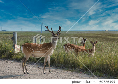 一群鹿 60726395