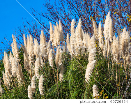 Panpasugurasu Panpasugurasu 60726534