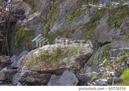 Okawarahiwa 60726556