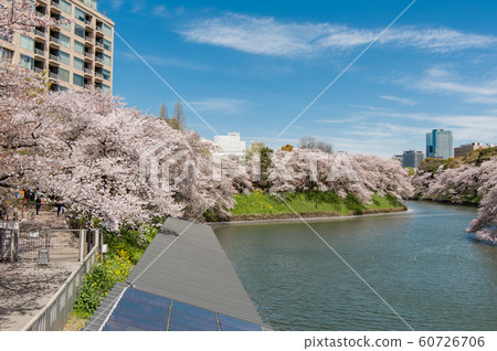 Tokyo Chidorigafuchi Sakura, Chidorigafuchi Green Road, Cherry Blossom Viewing, Boat, Somei Yoshino 60726706