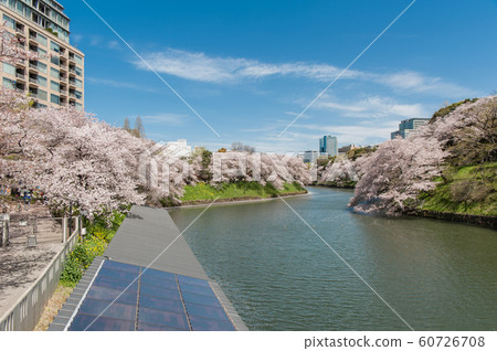 Tokyo Chidorigafuchi Sakura, Chidorigafuchi Green Road, Cherry Blossom Viewing, Boat, Somei Yoshino Tokyo Chidorigafuchi Sakura, Chidorigafuchi Green Road, Cherry Blossom Viewing, Boat, Somei Yoshino 60726708