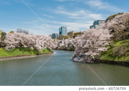 東京千代千代櫻,千代千代綠路,賞櫻花,乘船遊覽,吉野染美 東京千代千代櫻,千代千代綠路,賞櫻花,乘船遊覽,吉野染美 60726709