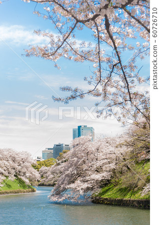 東京千代千代櫻,千代千代綠路,賞櫻花,乘船遊覽,吉野染美 東京千代千代櫻,千代千代綠路,賞櫻花,乘船遊覽,吉野染美 60726710