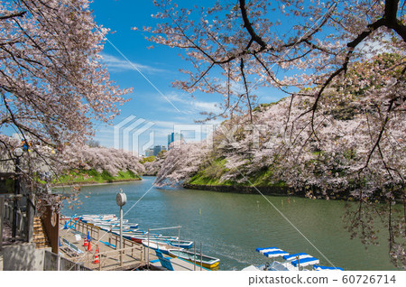 東京千代千代櫻，千代千代綠路，賞櫻花，乘船遊覽，吉野染美 60726714