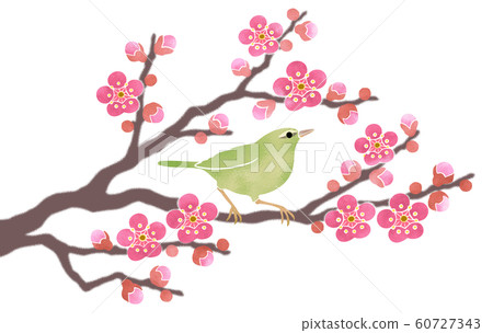 Warbler on branch of red plum 60727343