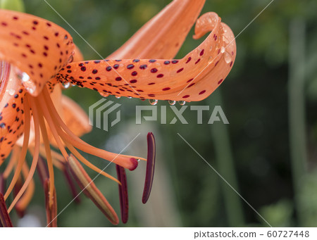 Drops on tiger lily 60727448