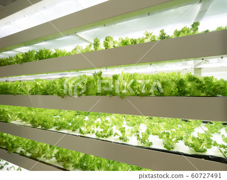 Vegetable plant Lettuce cultivation 60727491