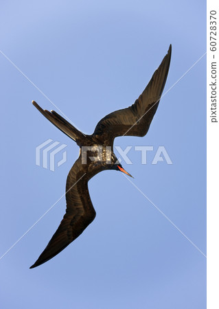 Great Frigatebird in flight - Galapagos Islands 60728370