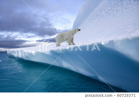 Polar Bear on an iceberg in Northwest Fjord - Greenland 60728371