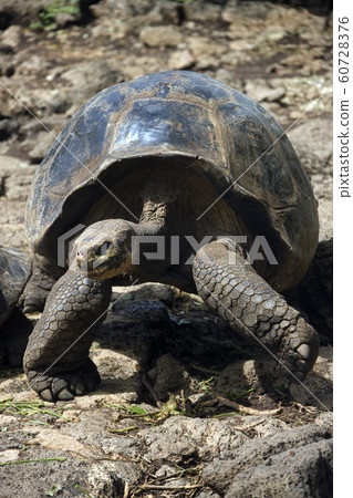 A young Giant Tortoise - Galapagos Islands A young Giant Tortoise - Galapagos Islands 60728376