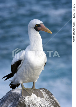 Nazca Booby - Espanola - Galapagos Islands 60728377