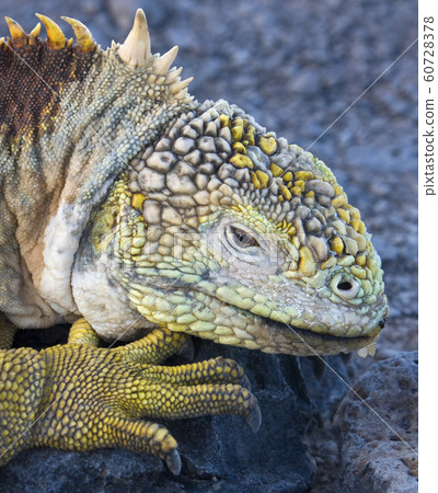 Galapagos Land Iguana - Galapagos Islands Galapagos Land Iguana - Galapagos Islands 60728378