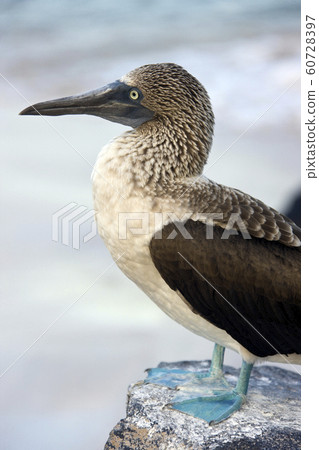 Blue Footed Booby on Espanola - Galapagos Islands Blue Footed Booby on Espanola - Galapagos Islands 60728397