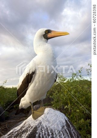 Nazca Booby on Espanola - Galapagos Islands 60728398