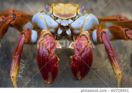 Sally Lightfoot Crab - Galapagos Islands Sally Lightfoot Crab - Galapagos Islands 60728401