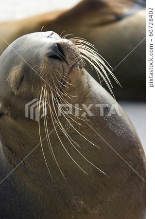 Galapagos Sea lion - Galapagos Islands Galapagos Sea lion - Galapagos Islands 60728402