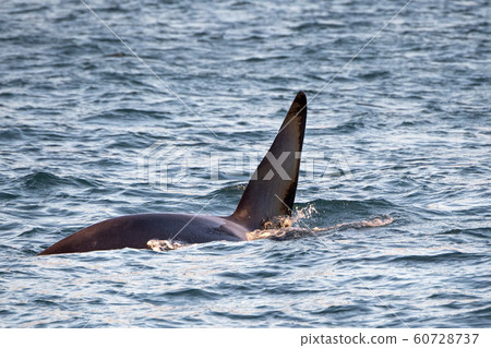 orca killer whale male fin in mediterranean sea orca killer whale male fin in mediterranean sea 60728737