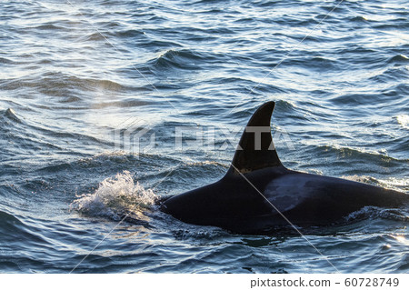 orca killer whale in mediterranean sea at sunset orca killer whale in mediterranean sea at sunset 60728749