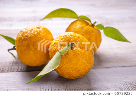柚子 柚子 60729223