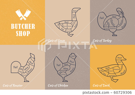 Vector diagram cut carcasses chicken, turkey, goose, duck. Vector diagram cut carcasses chicken, turkey, goose, duck. 60729306