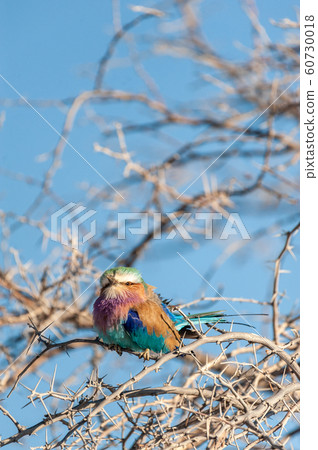 Lilac Breasted Roller sitting on a tree branch Lilac Breasted Roller sitting on a tree branch 60730018