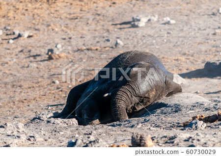 An African Elephant rolling itself over in the dirt. An African Elephant rolling itself over in the dirt. 60730029
